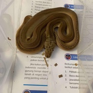 Retic golden child tiger phantom het albino