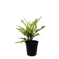 Aglaonema Snow White Plant - Fresh Gardening Indoor Plant Outdoor Plants for Home Garden