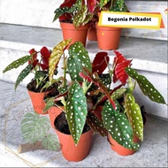 [JM_Garden] Polka Dot Begonia Ornamental Plant Maculata Begonia/