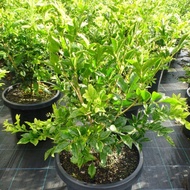 Kemuning / Orange Jasmine (Murraya paniculata) - Pokok Hidup / Live Plant