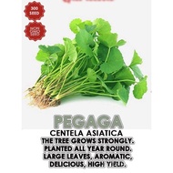 BENIH PEGAGA KAMPUNG CENTELLA ASIATICA 300+- BIJI