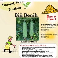 Biji Benih Kundur Bulu 10Pcs Biji Benih Kundur Bulu vegetables seed 蔬菜種子四季耐热 seeds kundur panjang wi
