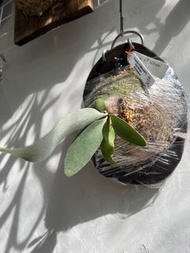 P.willinckii cv veitchii F1