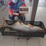 High quality❁Umpan Pallet Peram Strawberry 920 1kg