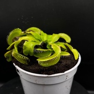 Venus Flytrap "GJ Jaws Smiley"