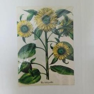 誠品-Basilius Besler A4文件夾-Flos Solis prolifer