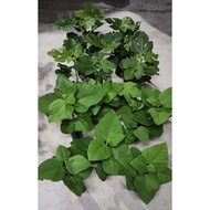 Pokok tin / Fig tree