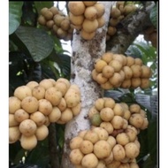 Pokok Dokong Hybrid Cepat Berbuah