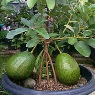 Bibit Alpukat Kendil SEEDLING Murah Terlaris TERLARIS