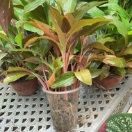 anak pokok kantan merah