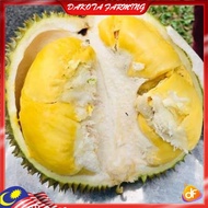 Anak Pokok Durian D99 Kop Kecil Pokok Pokok Kawin Import Dari Thailand