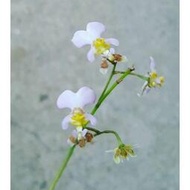 Oncidium hawkesiana 迷你原生文心蘭 上板佳，小小很可愛，勿太濕