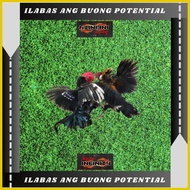 ◲ ◬ ◧ CUSTOMIZABLE Limber Matting Colored Gamefowl with Grass Background
