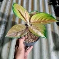 ' BIBIT BUNGA AGLAONEMA SULTAN BRUNEI '