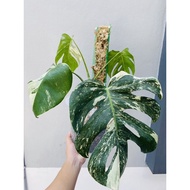 MONSTERA BORSIGIANA ALBO / MONSTERA VARIGATED / MONSTERA ALBO