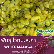 กิ่งพันธุ์องุ่น “ไวท์มะละกา” (White Malaga) มีเมล็ด