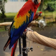 Birds Budgie Cockatiel Budgie Cockatiel Budgie Parakeet Cockatiel Wood