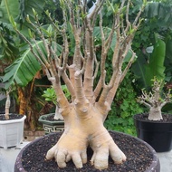 Bonsai Adenium Arabicum Yellow 