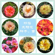 [20BIJI] Hybrid Moss Rose Seeds|中国籽播太阳花种子 | Biji Benih Bunga Ros Jepun Benih Bunga Ros Jepun |九点花十点花