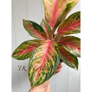 TKP,Aglaonema Bulgari Mutation , Aglaonema Chinese Evergreen, Indoor Plant , Rare Plant , Real Live 