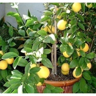 ANAK POKOK LEMON HYBRID