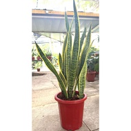 Sansevieria trifasciata, Snake plant, Mother-in-law's tongue, Air purified plant, Indoor Plant