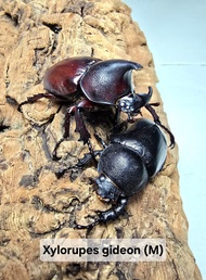 Beetle Assorted Xylorupes gideon