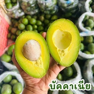 พร้อมส่ง‼️(1KG) อโวคาโด้034 avocado🥑