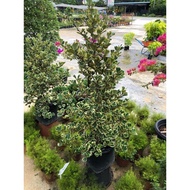 Ficus Triangularis Var Batik Pokok hidup BONSAI 三角叶榕