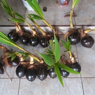 Terlaris Bonsai kelapa bibit bonsai kelapa bonsai kelapa minion