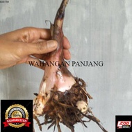 Bonggol pisang Raja Sereh/Tunas Pisang Raja/Bibit Pisang Raja/pohon pisang Raja