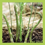 Seeds Repack 10pcs / Asparagus / 芦笋 (F1 Hybrid)