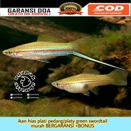 ikan platy pedang/platy green swordtail murah