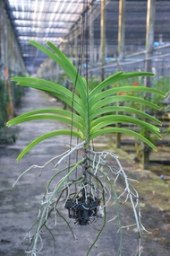 กล้วยไม้ กลิ่นหอม อาจูน่า (Papilionanda Arjuna) กล้วยไม้เพาะเมล็ดลูกผสม ออกดอกทั้งปี  มี 10 – 20 คู่