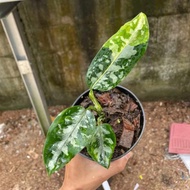 aglaonema pictum bicolor variegata - 02 - fys