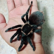 tarantula brachypelma vagans juve