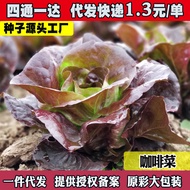 Lettuce Seeds Seeds Creamy Wheat Coriander Vegetables Vegetables Four Seasons Vegetables Vegetables 