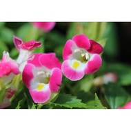 Seeds (Torenia KAUAI ROSE) - 7 seeds/pack