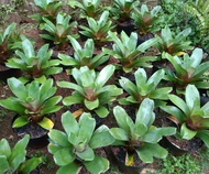 Bromelia giant