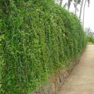 Anak Pokok Lee Kuan Yew / Curtain Creeper / Vernonia elliptica (Real plant/ Ready stock)