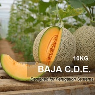 10KG Baja CDE Fertigasi Rock Melon / Plant Nutrients / Supplement for Fertigation systems Rockmelon watermelon honeydew