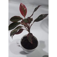Aglaonema Red Siam | Aglaonema Red Lipstick Plant