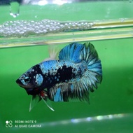 IKAN CUPANG AVATAR GREEN GOLD