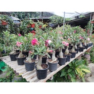 Thailand/Thaiwan Adenium plant 泰国/台湾进口富贵花