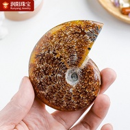 Natural Spotted Fossil Fossil Madagascar Ammonite Conch Ancient Biological Fossil Rough Stone Ore Sp