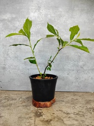 黑膠盆 盆栽 日本犬枇杷實生 植物   植物 盆栽