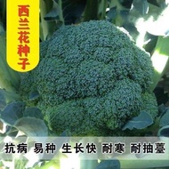 80 Days Broccoli Flower Seeds Four Seasons Cauliflower Emerald Vegetable Seeds Cauliflower Seeds Veg