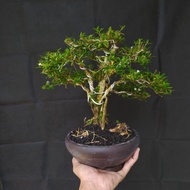 Bonsai Serissa | Bonsai Seribu Bintang | Bonsai seribu bintang