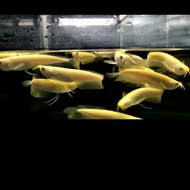 ikan hidup Arowana / Arwana Silver Albino +-13Cm