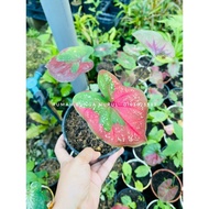 KELADI CALADIUM CAT TUMPAH (ANAK POKOK)